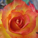 Rose Soul 6, 8x10 Print - Fine Art Image Photo DigitalFlower floral flame roses