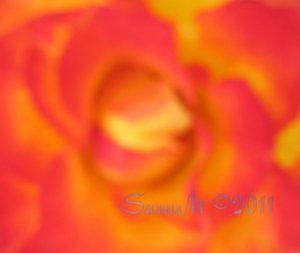 Charc, 5 x 7 Print, Abstratct Fine Art Image Photo Digital, flower floral Rose Flame