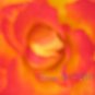 Charc, 5 x 7 Print, Abstratct Fine Art Image Photo Digital, flower floral Rose Flame