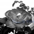 Charc Dark , 5 x 7 Print, Fine Art Image Photo Digital, flower floral Rose Flame