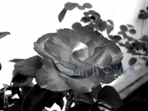 Charc Dark , 5 x 7 Print, Fine Art Image Photo Digital, flower floral Rose Flame
