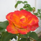 Charc: Imperfection, 8 x 10 Print, Fine Art Image Photo Digital, flower floral Rose Flame