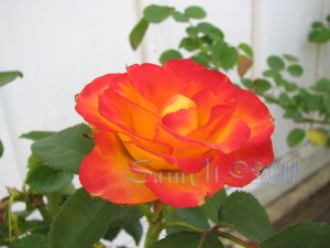 Charc: Imperfection, 8 x 10 Print, Fine Art Image Photo Digital, flower floral Rose Flame