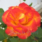 Charc: Imperfections, 8 x 10 Print, Fine Art Image Photo Digital, flower floral Rose Flame