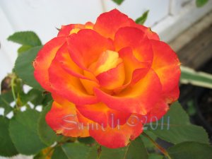 Charc: Imperfections, 8 x 10 Print, Fine Art Image Photo Digital, flower floral Rose Flame