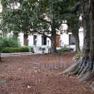 NO 5, 5x7 Print - Fine Art Image Photo Digital, new orleans bourbon st architecture tree courtyard