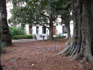 NO 5, 5x7 Print - Fine Art Image Photo Digital, new orleans bourbon st architecture tree courtyard