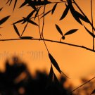 August 3 - 8x10 Print, Digital Fine Art Image Photo - Sunset, summer, fall, Power lines, Clouds