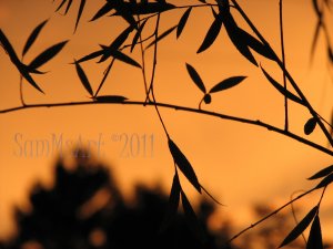 August 3 - 8x10 Print, Digital Fine Art Image Photo - Sunset, summer, fall, Power lines, Clouds