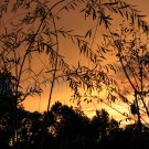 August 5 - 8x10 Print, Digital Fine Art Image Photo - Sunset, summer, fall, Power lines, Clouds