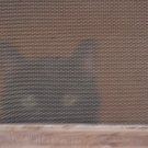 Skitty - 8x10 Print, Digital Fine Art Image Photo - Pet cat kitty kitten sreen door black fur animal