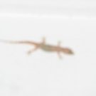 Lizer - 8x10 Print, Digital Fine Art Image Photo - Lizard reptile amphibian white deco abstract