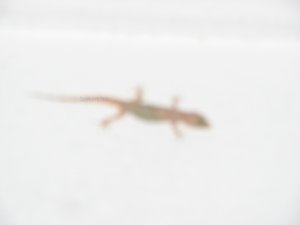 Lizer - 8x10 Print, Digital Fine Art Image Photo - Lizard reptile amphibian white deco abstract