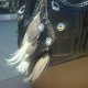 Feather Accessories