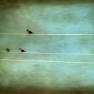 Textured Gothic Birds on a Power Line Fine Art Metallic Print 8x12