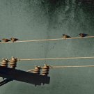 Textured Gothic Birds on a Power Line Fine Art Metallic Print 4x6