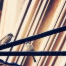 Soft focus urban Birds antiqued Fine Art Metallic photo Print 4x6