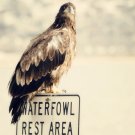 Brown Eagle resting on Sign Fine Art Photo 8x8