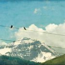 Pastel Bird on a Wire Fine Art Metallic Print 4x6