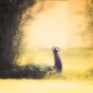 Soft focus Peacock Laying Around Fine Art Metallic Photo Print 8x10