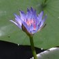 Nelumbo Nucifera ~ BLUE LOTUS Lily Pad Seeds