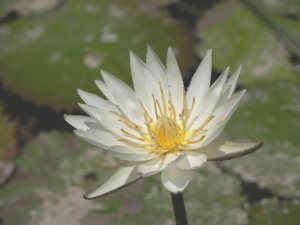 Nymphaea Ampla WHITE Dotleaf WATER LILY SEEDS Lotus (10 Seeds)