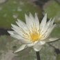 Nymphaea Ampla WHITE Dotleaf WATER LILY SEEDS Lotus (10 Seeds)
