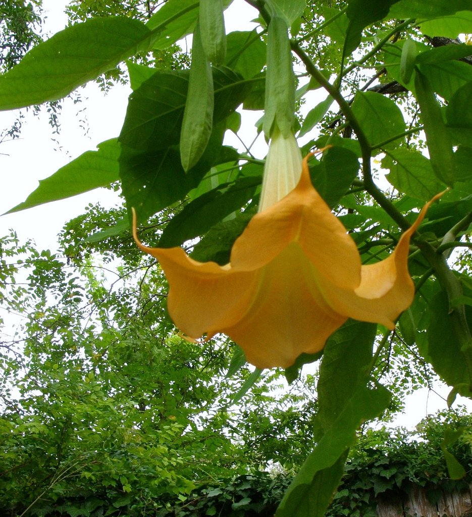 YELLOW BRUGMANSIA spp. Golden ANGEL TRUMPET! (10 Seeds)