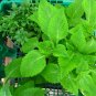GREEN SHISO SEEDS - Perilla Frutescens- Asian Herb - Green Shisho