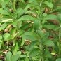 STEVIA REBAUDIANA -Viable Sweet Leaf seeds HIGH QUALITY