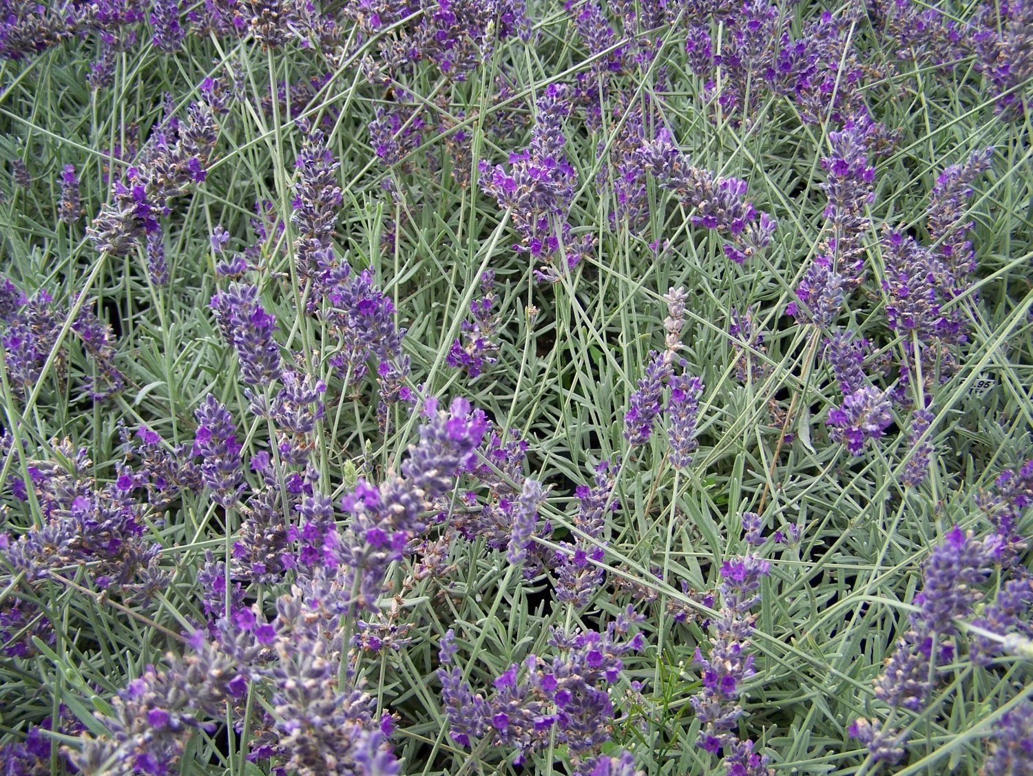 Lavandula Angustifolia ENGLISH LAVENDER 20 Seeds