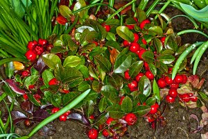 Creeping WINTERGREEN SEEDS Gaultheria Procumbens