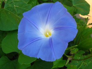 200 Blue Morning Glory Seeds (Heavenly Blue) ipomoea