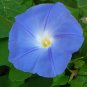 200 Blue Morning Glory Seeds (Heavenly Blue) ipomoea