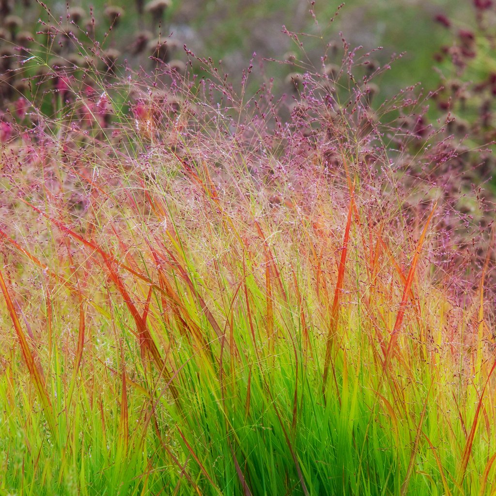 DACOTAH SWITCH GRASS 2000 Seeds Panicum Virgatum