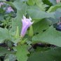 40 DATURA STRAMONIUM Lilac Le Fleur Jimson Weed Seeds