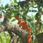 40 HIMALAYAN GOJI BERRY seeds Wolfberry **SUPERFRUIT*