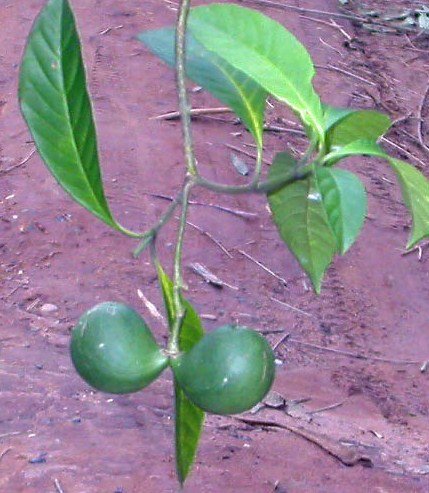 VOACANGA AFRICANA 50 Seeds African Tree Yellow Flower
