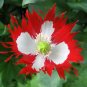Danish Flag Poppy (Papaver somniferum) 1000 Seeds