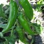 Anaheim Pepper Capsicum Dark Green Fresh Viable Seeds