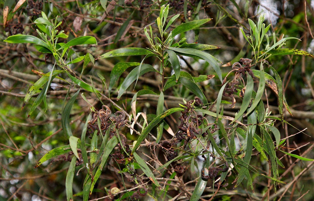 Acacia Maidenii seeds MAIDEN'S WATTLE mimosa family