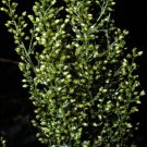 300 Artemisia Caudata Herb Seeds- Wild Wormwood