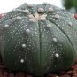 ASTROPHYTUM ASTERIAS seeds Sand Dollar Cactus