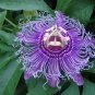 10 Viable Passiflora Incarnata PURPLE PASSION FLOWER seeds
