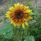 Sunflower Seed The Joker Hybrid Huge Red/Yellow Bicolor