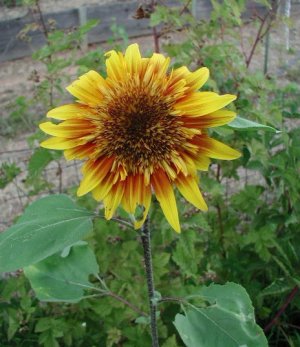 Sunflower Seed The Joker Hybrid Huge Red/Yellow Bicolor