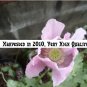 500 Papaver Somniferum FLORIST'S POPPY seeds