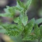 300+ EPAZOTE Chenopodium Ambrosoides seeds- Mayan Herb