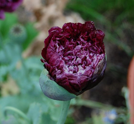 300 *BLACK* PEONY POPPY paeoniflorum papaver Seeds