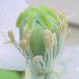 200 Persian White Strain Poppy Papaver Somniferum Seeds!